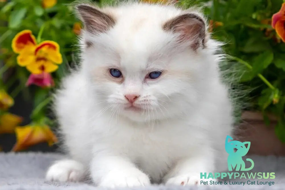 Naomi Ragdoll female seal bicolour - live animals