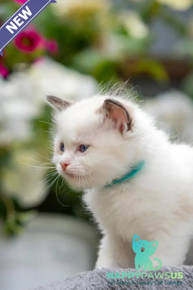 Naomi Ragdoll female seal bicolour - live animals