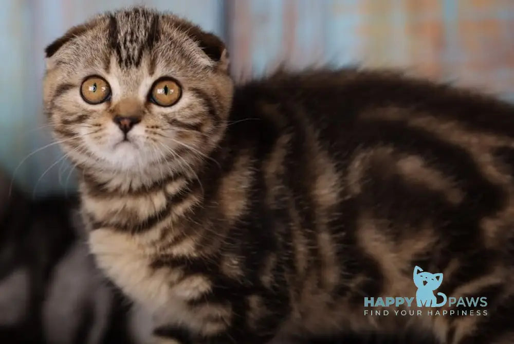 Naomi Scottish Fold female black tabby live animals