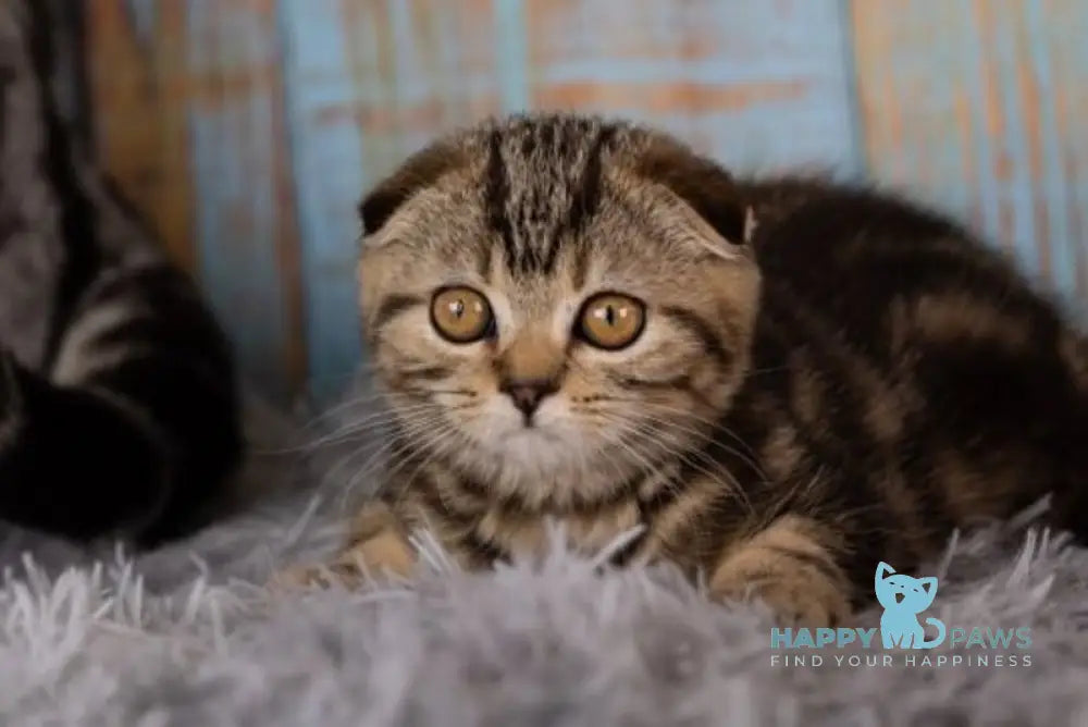 Naomi Scottish Fold female black tabby live animals