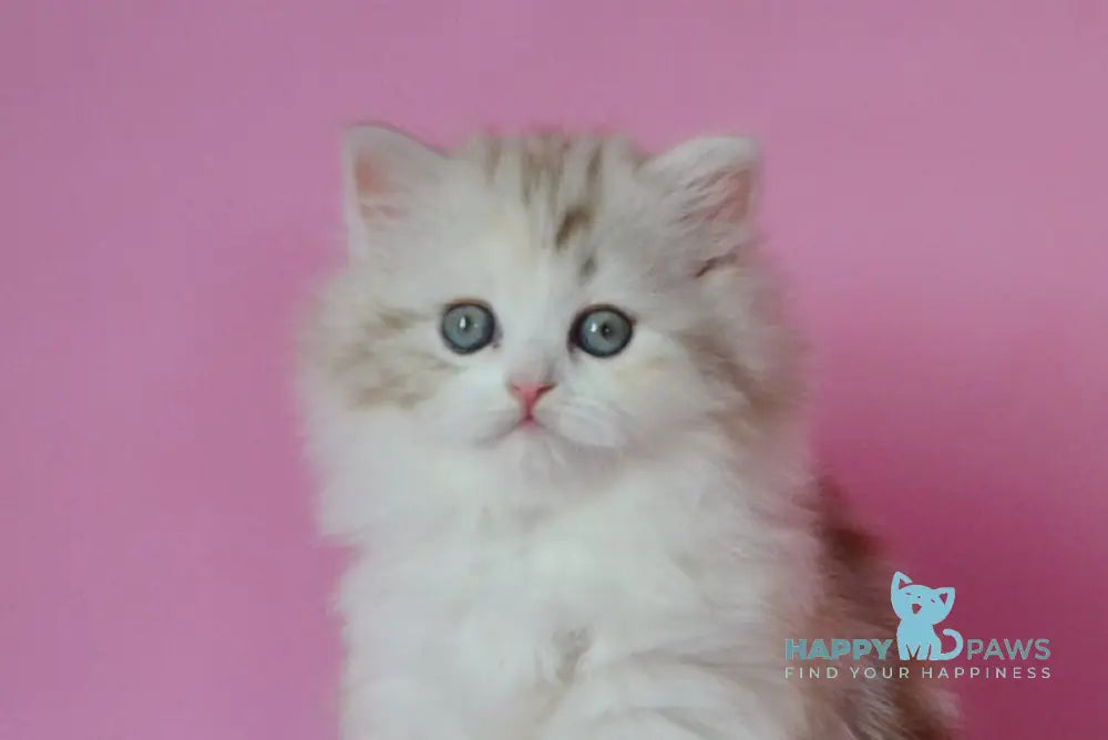 Naomi Scottish Straight female chocolate tortie tabby bicolour live animals