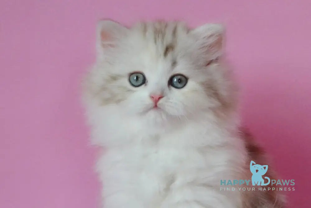 Naomi Scottish Straight female chocolate tortie tabby bicolour live animals