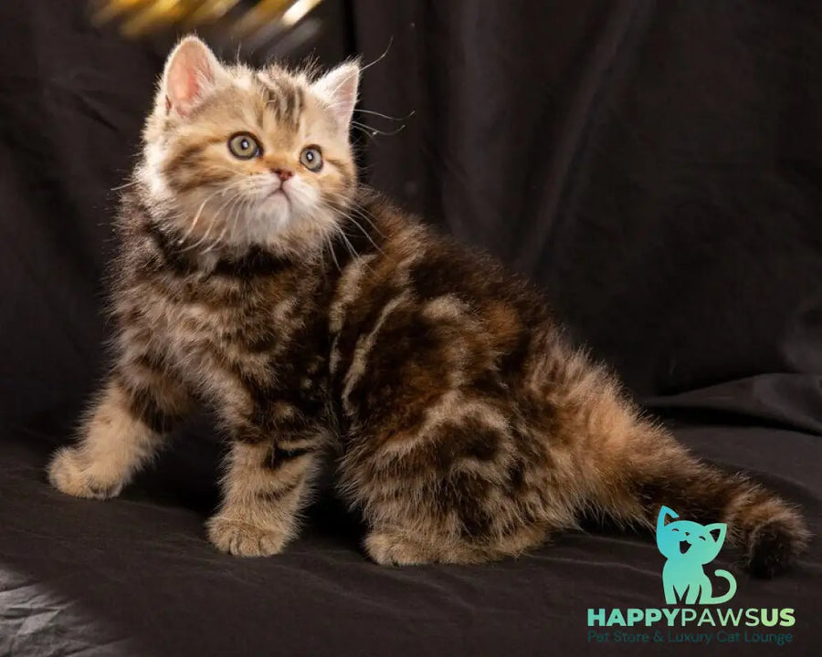 Naomie Scottish Straight male black tortie tabby - live animals