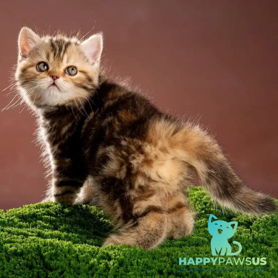 Naomie Scottish Straight male black tortie tabby - live animals