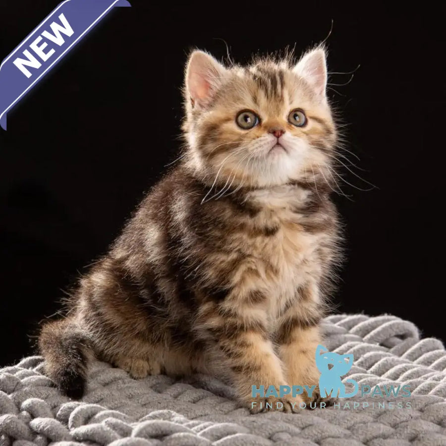 Naomie Scottish Straight male black tortie tabby - live animals