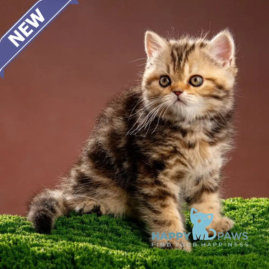Naomie Scottish Straight male black tortie tabby - live animals