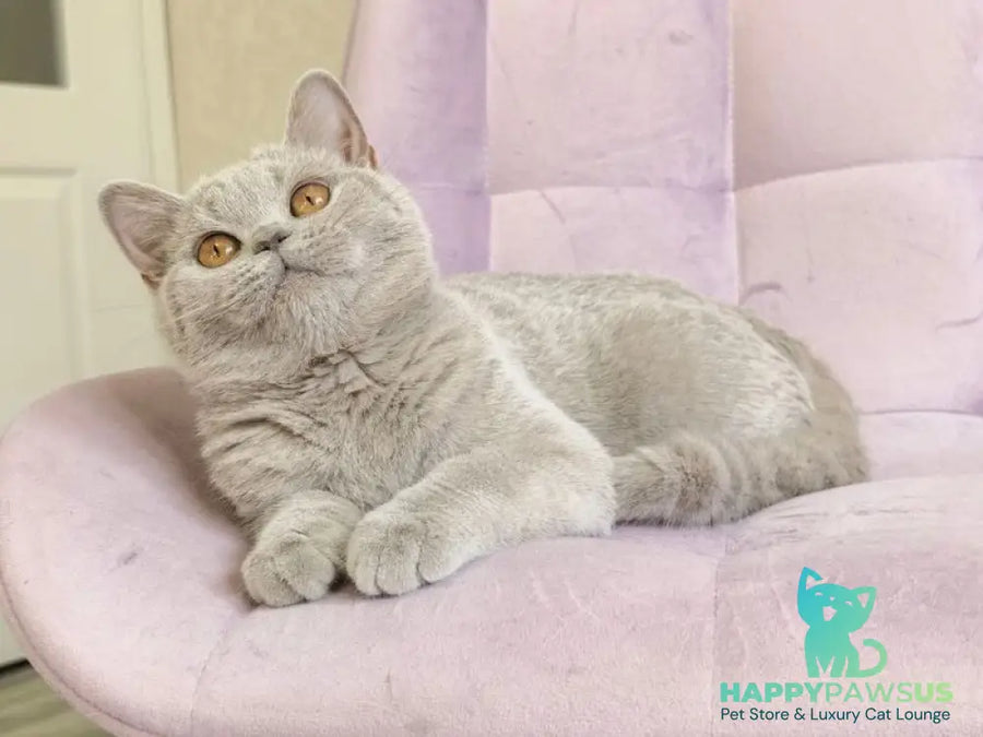 Naomu British Shorthair female lilac - live animals