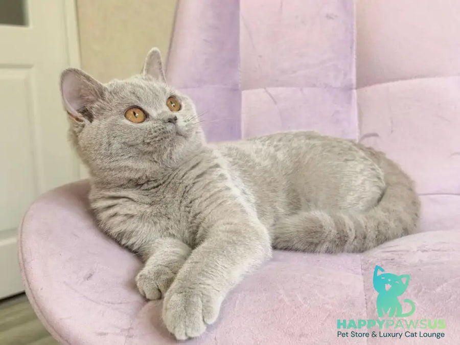 Naomu British Shorthair female lilac - live animals