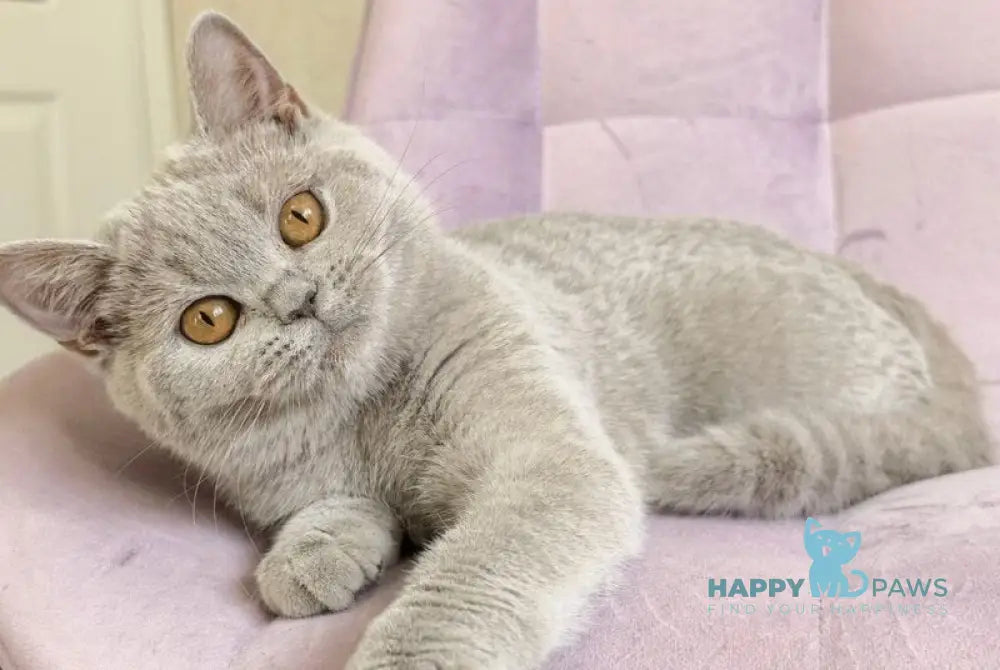 Naomu British Shorthair female lilac - live animals