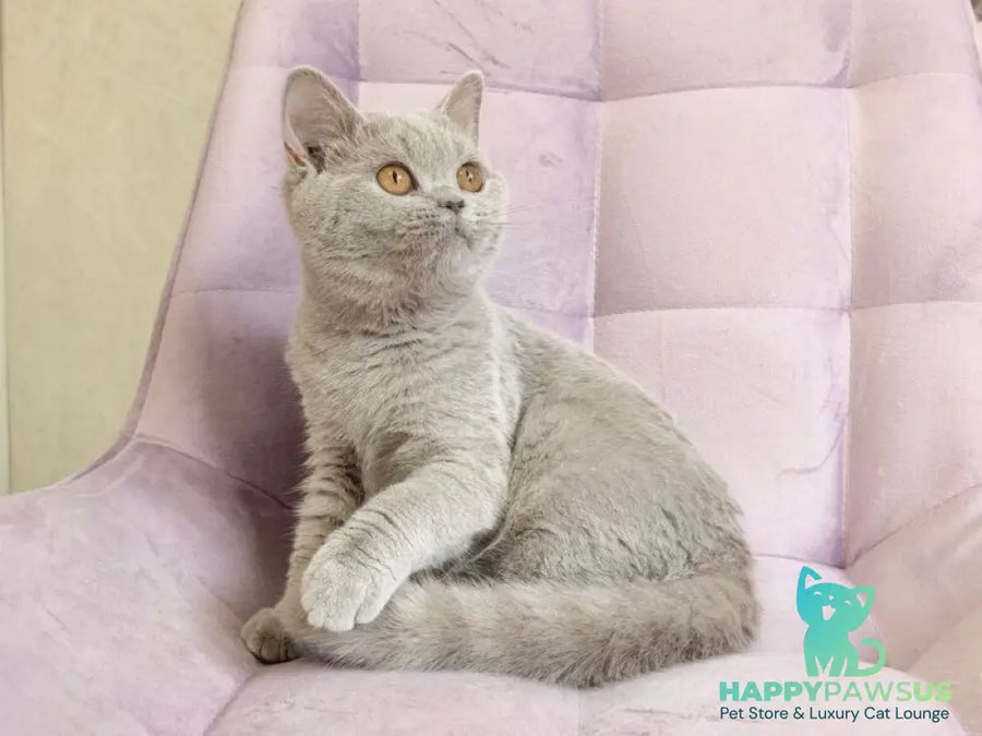 Naomu British Shorthair female lilac - live animals