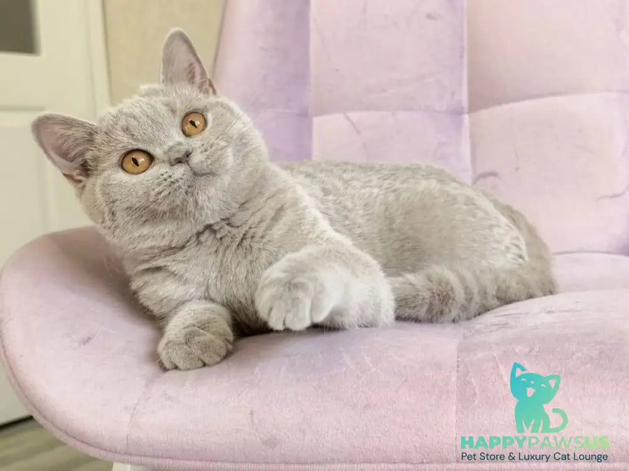 Naomu British Shorthair female lilac - live animals