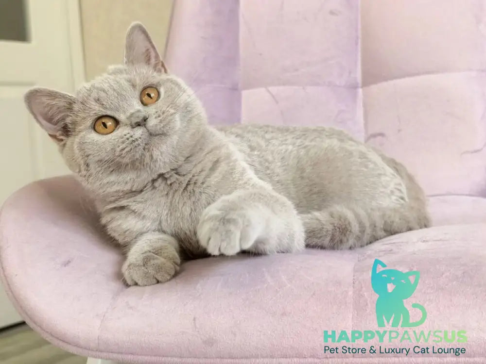 Naomu British Shorthair female lilac - live animals