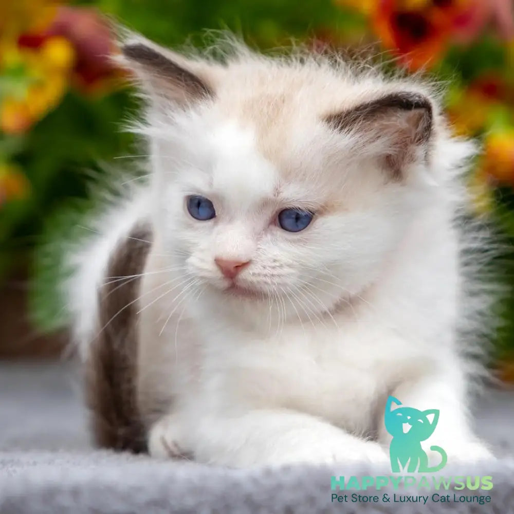 Narcis Ragdoll male seal bicolour - live animals