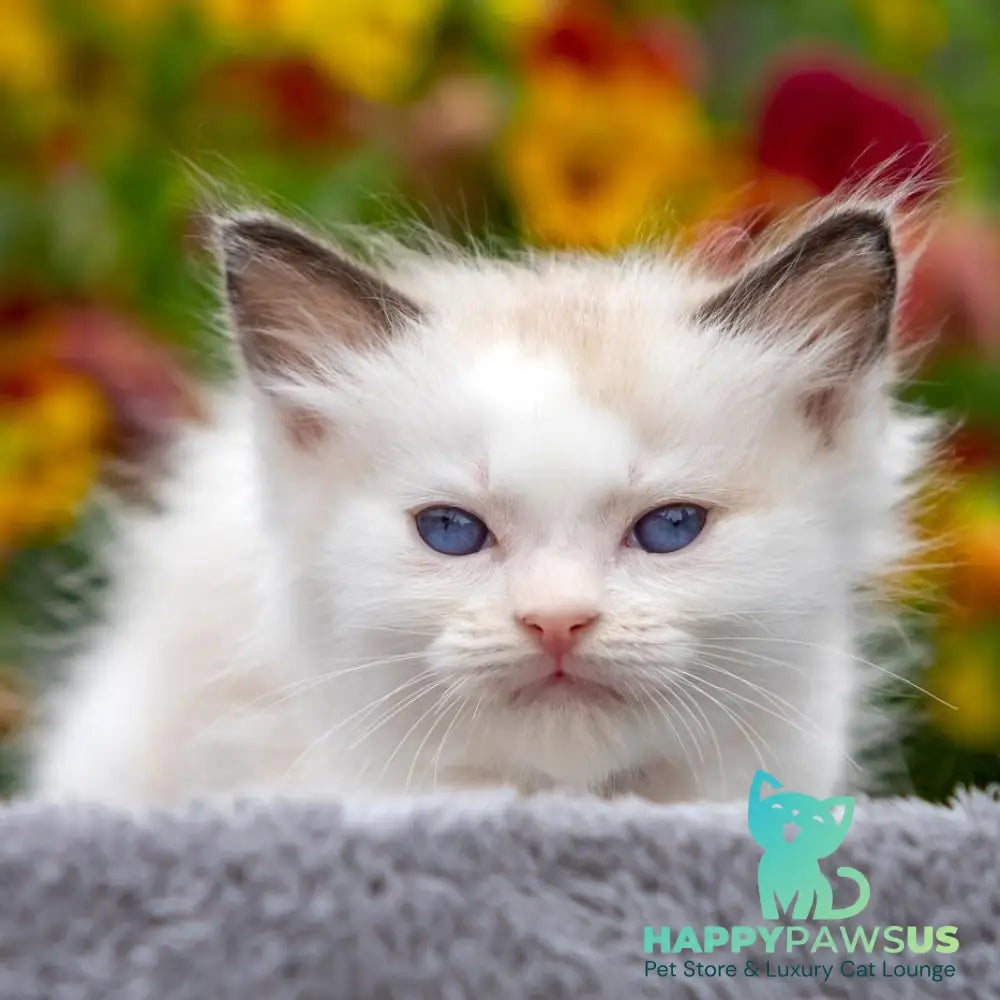 Narcis Ragdoll male seal bicolour - live animals