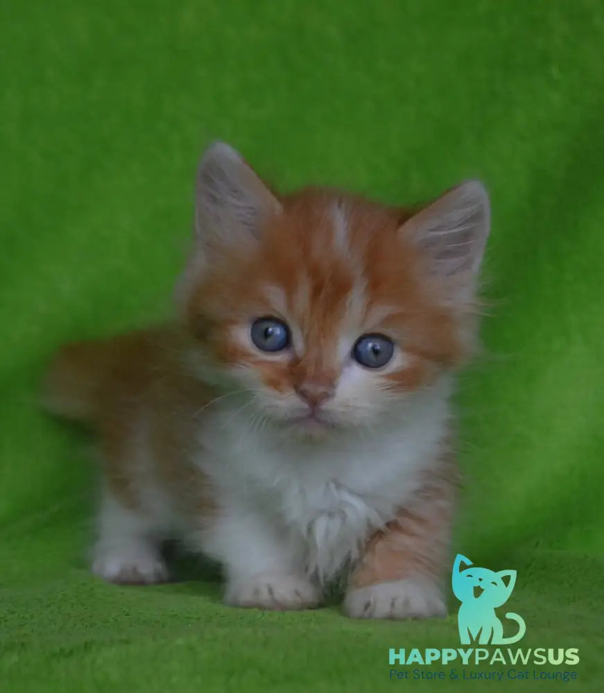 Narciss Munchkin male red bicolour tabby - live animals