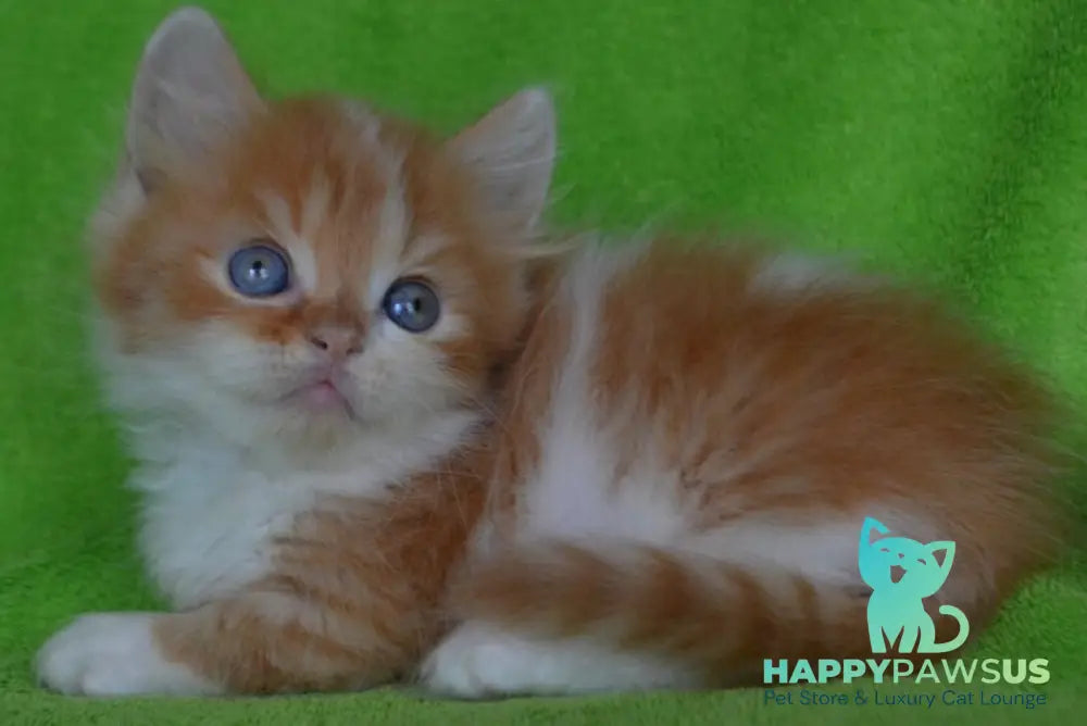 Narciss Munchkin male red bicolour tabby - live animals