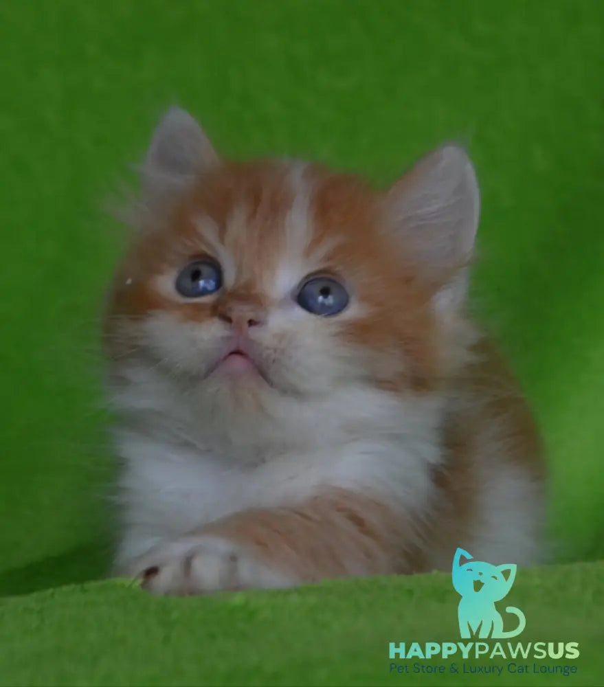 Narciss Munchkin male red bicolour tabby - live animals
