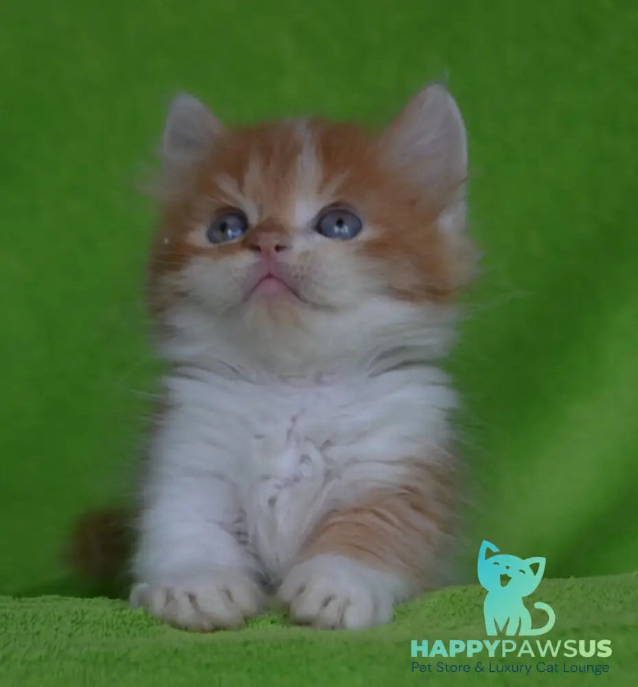 Narciss Munchkin male red bicolour tabby - live animals