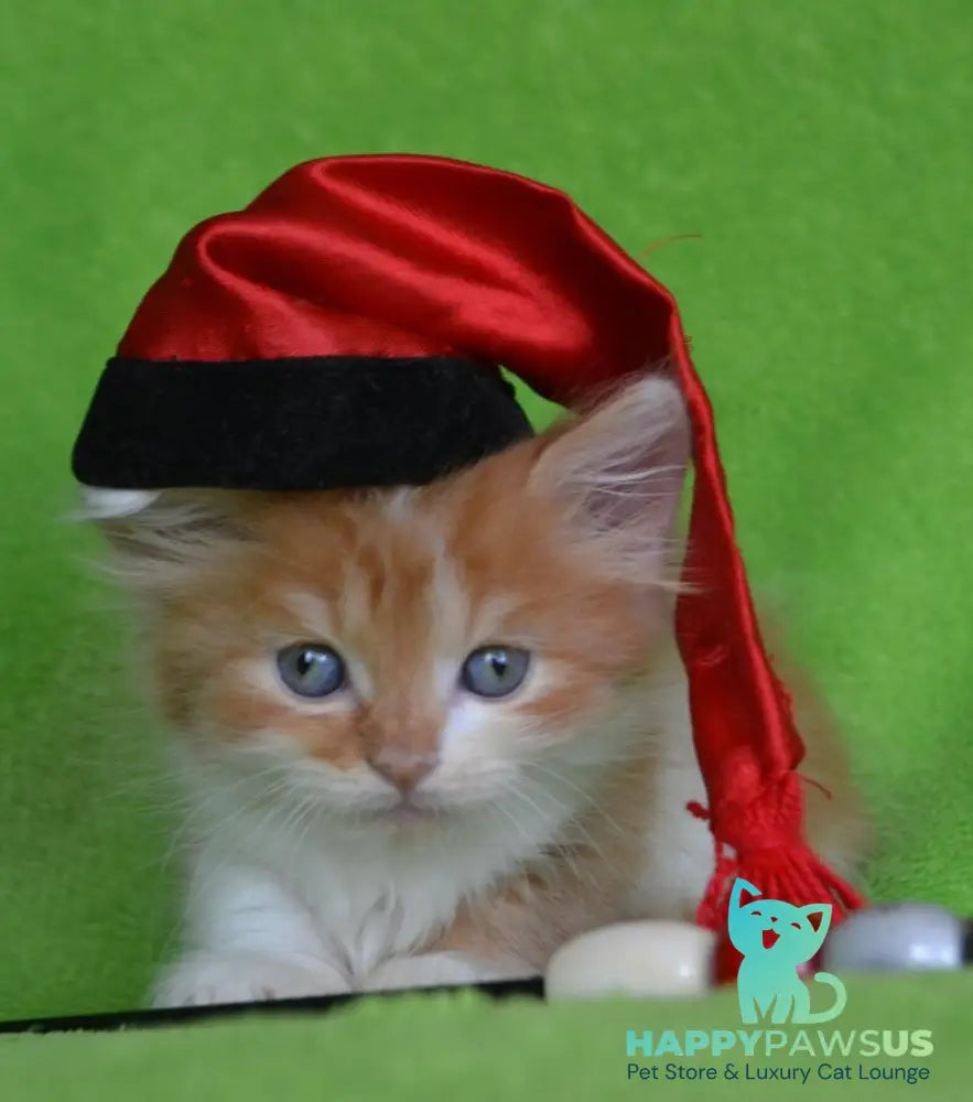 Narciss Munchkin male red bicolour tabby - live animals