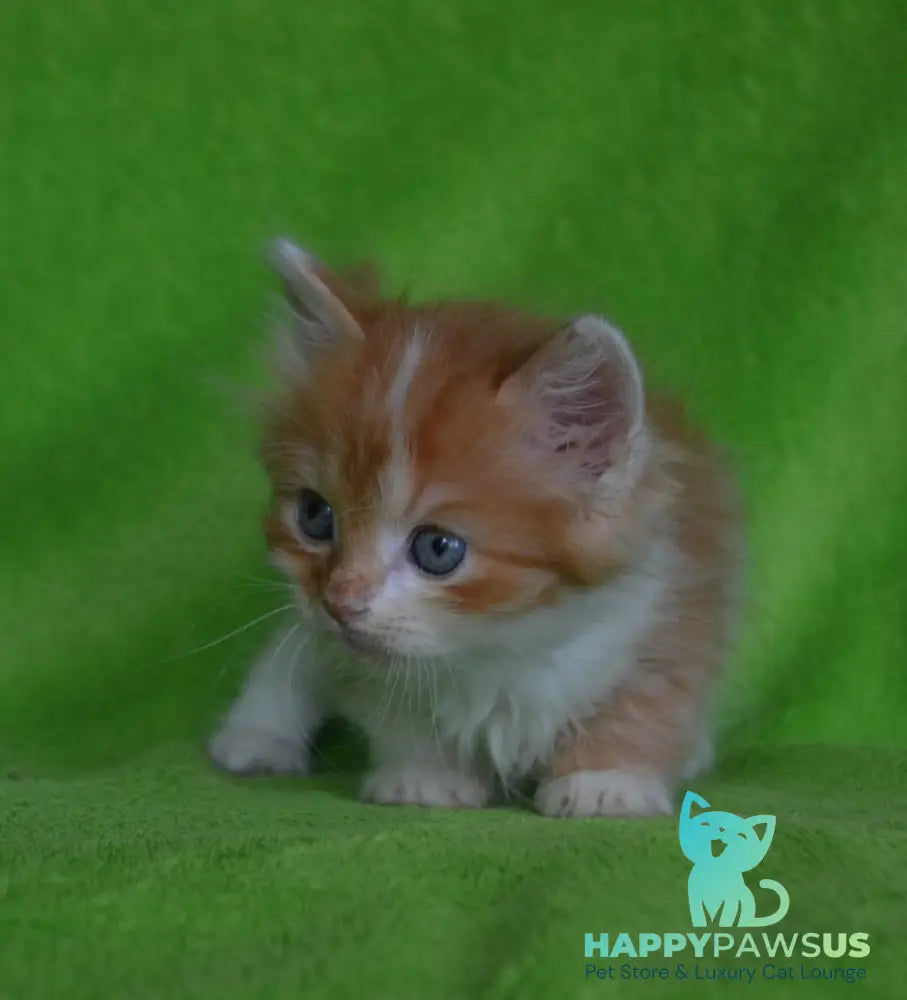 Narciss Munchkin male red bicolour tabby - live animals