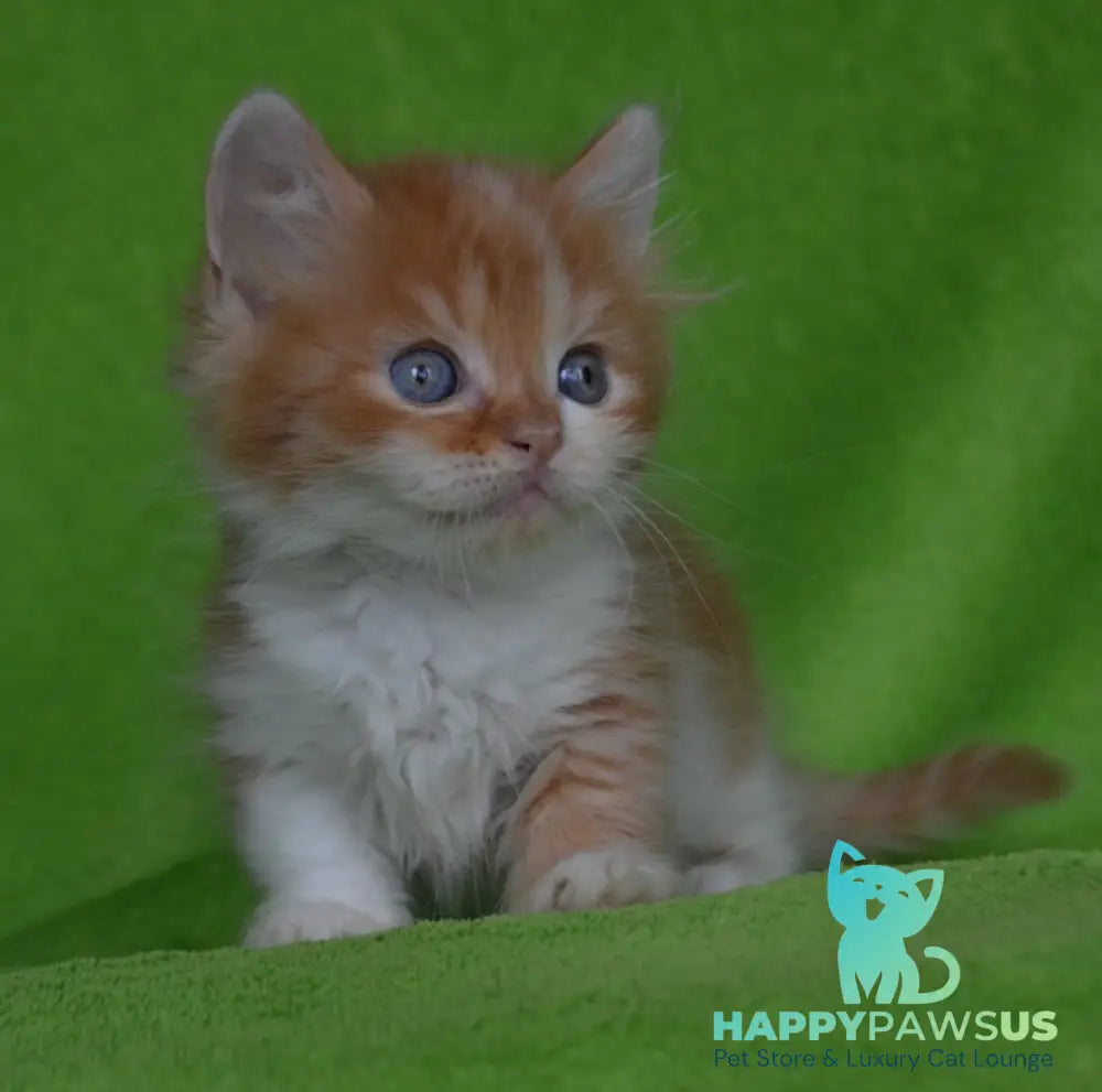 Narciss Munchkin male red bicolour tabby - live animals