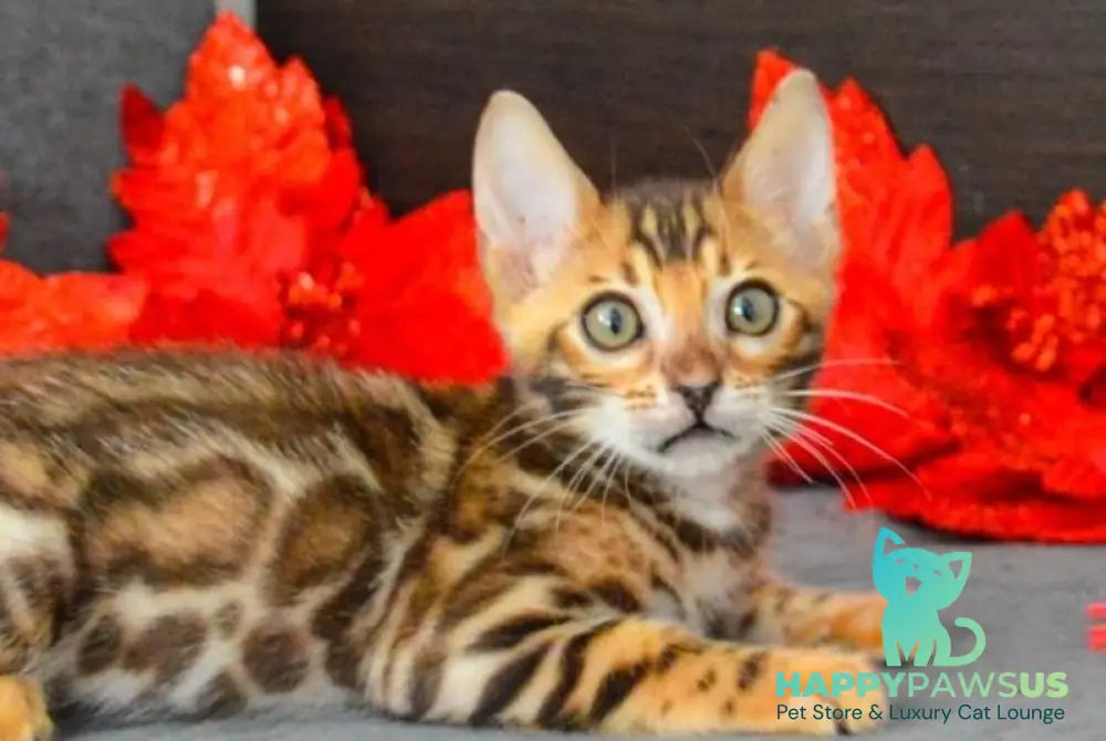 Narcissist Bengal male black spotted tabby live animals