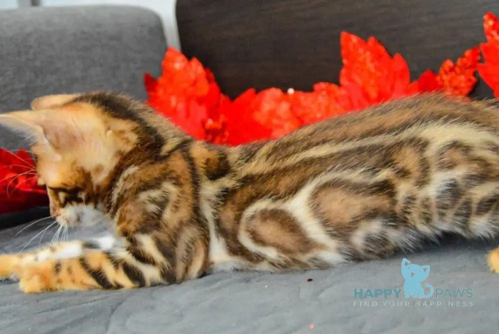 Narcissist Bengal male black spotted tabby live animals