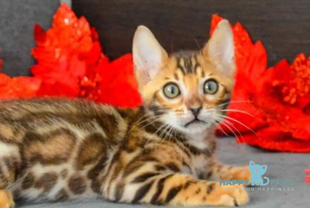 Narcissist Bengal male black spotted tabby live animals