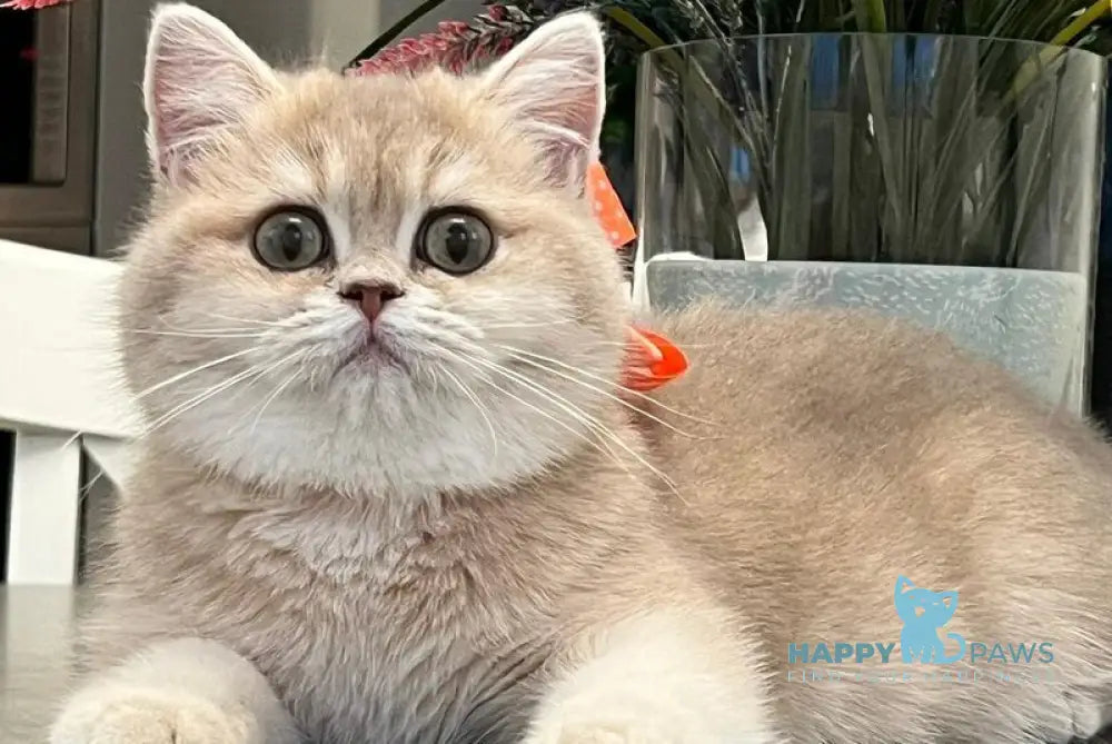 Narnia British Shorthair female lilac golden chinchilla live animals