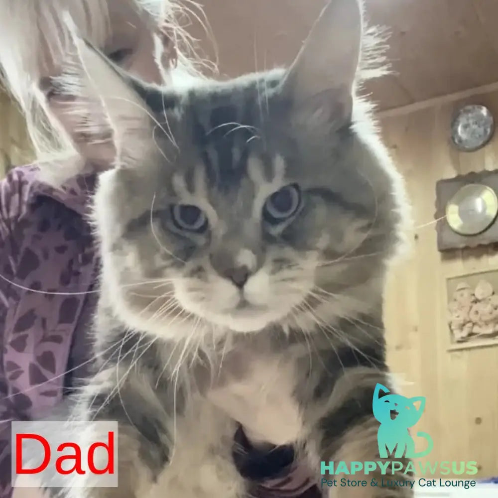 Narnia Maine Coon female black silver tabby bicolour - live animals