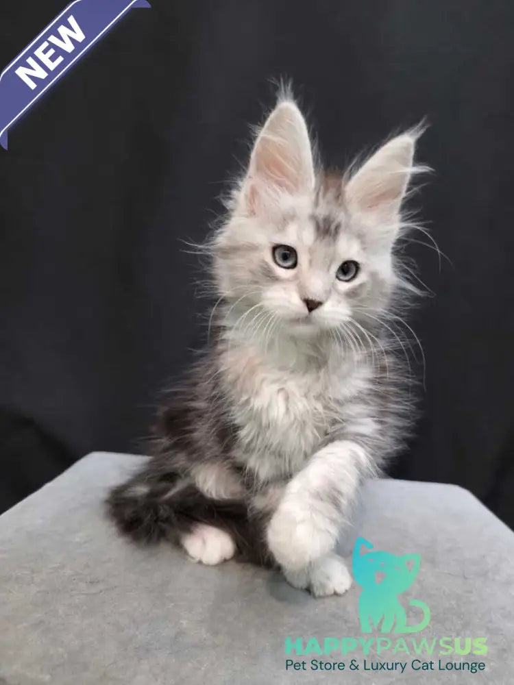 Narnia Maine Coon female black silver tabby bicolour - live animals