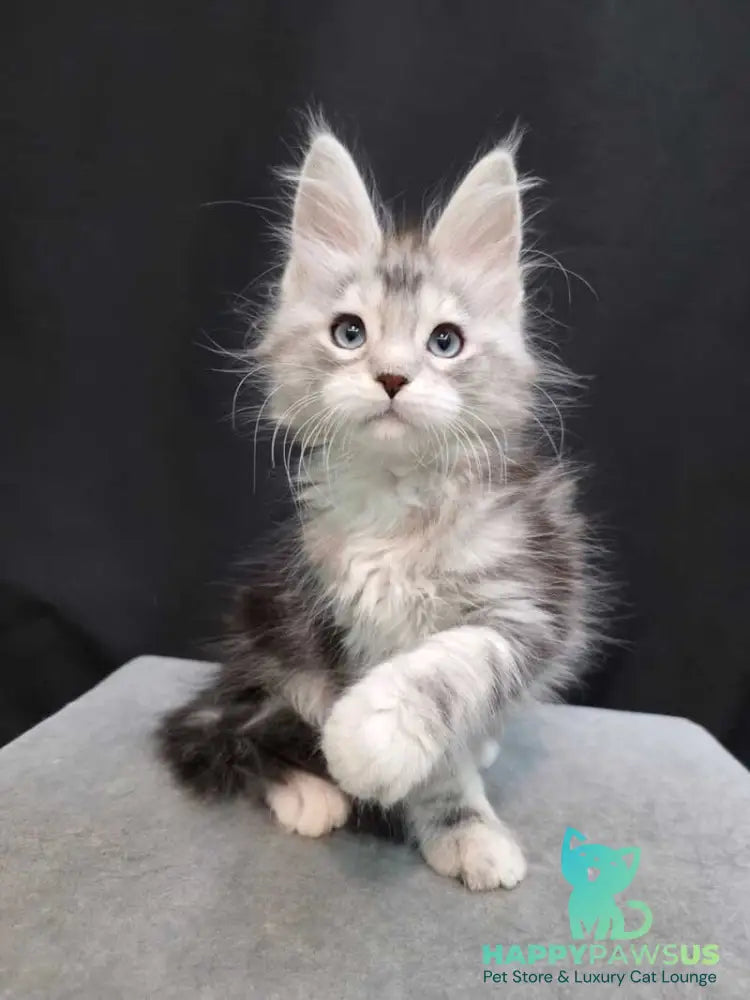 Narnia Maine Coon female black silver tabby bicolour - live animals