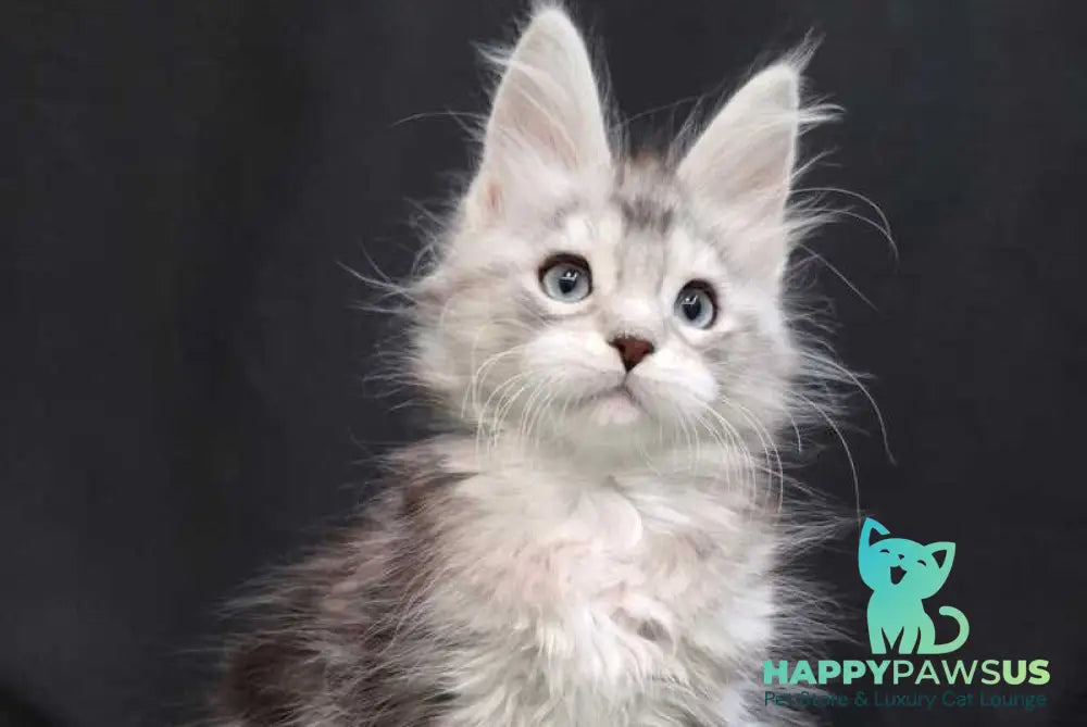 Narnia Maine Coon female black silver tabby bicolour - live animals