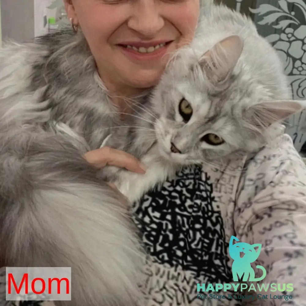 Narnia Maine Coon female black silver tabby bicolour - live animals