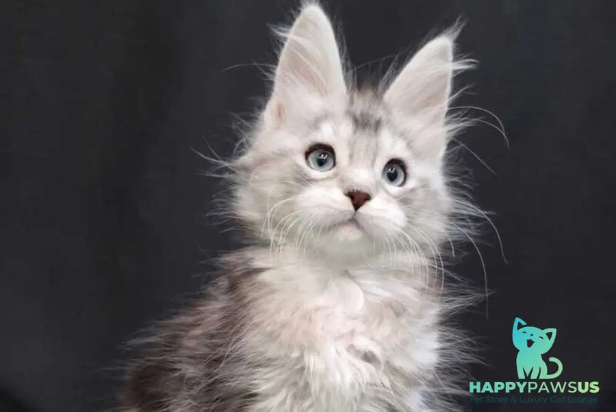 Narnia Maine Coon female black silver tabby bicolour - live animals