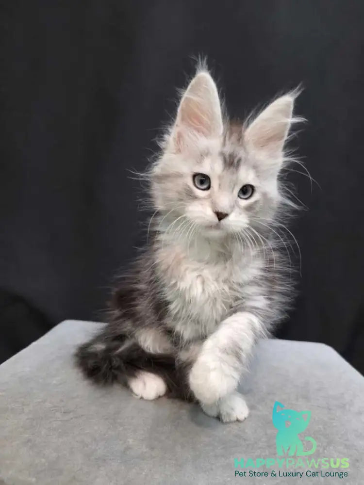Narnia Maine Coon female black silver tabby bicolour - live animals