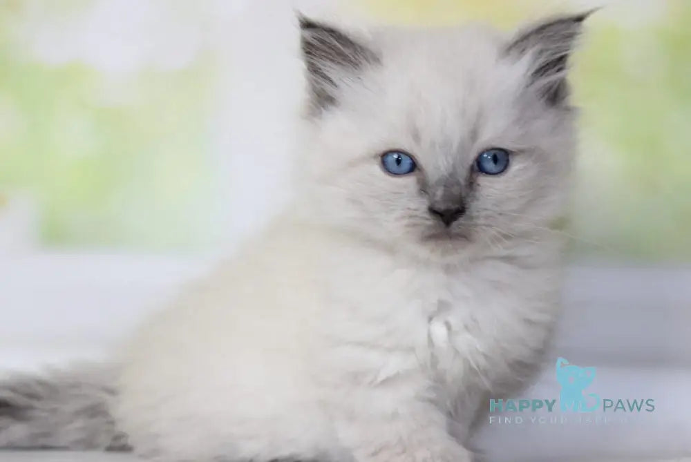 Nartsis Siberian male black pointed with white - live animals