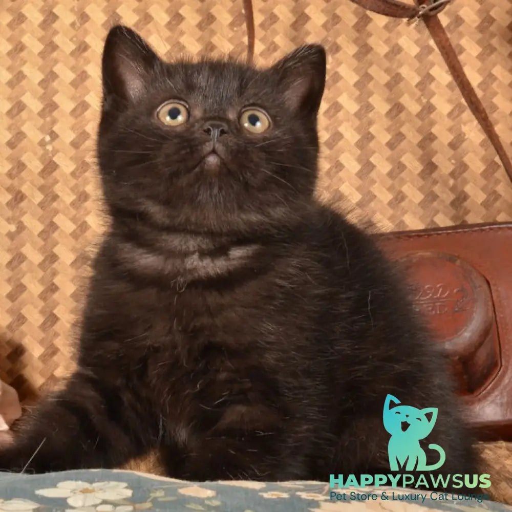Naruto Scottish Straight male black - live animals
