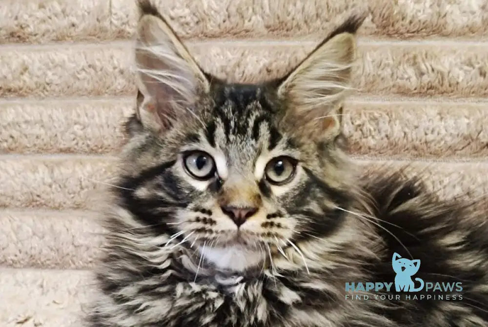 Nash Maine Coon male black tabby live animals