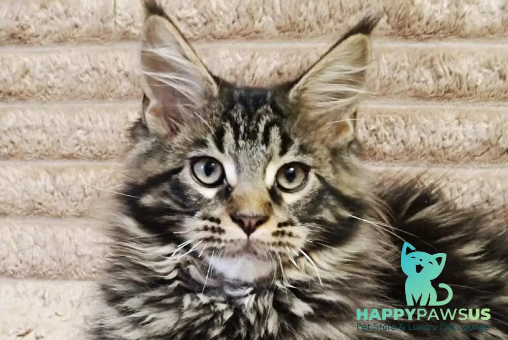 Nash Maine Coon male black tabby live animals