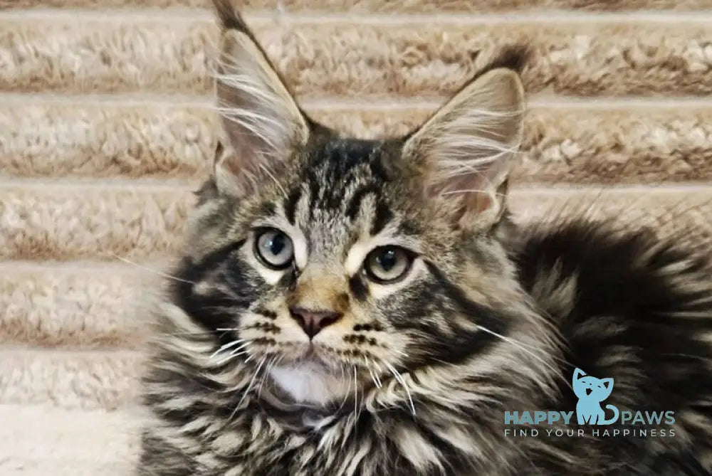 Nash Maine Coon male black tabby live animals