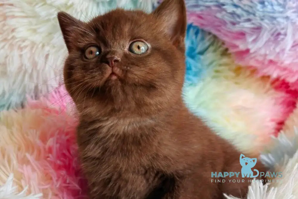 Nastya British Shorthair female chocolate - live animals