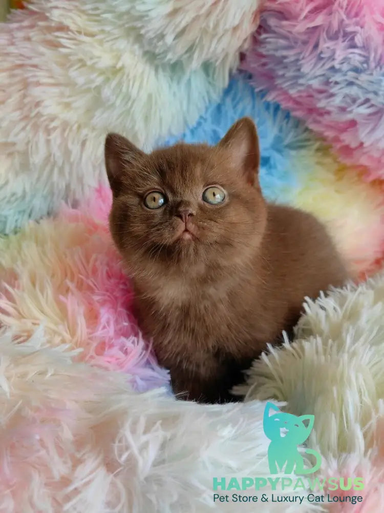 Nastya British Shorthair female chocolate - live animals