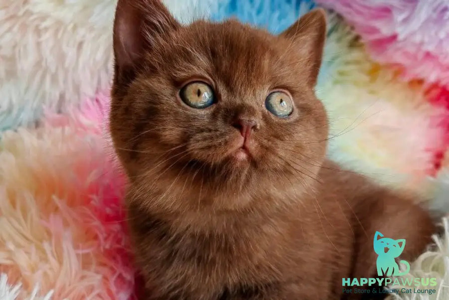 Nastya British Shorthair female chocolate - live animals