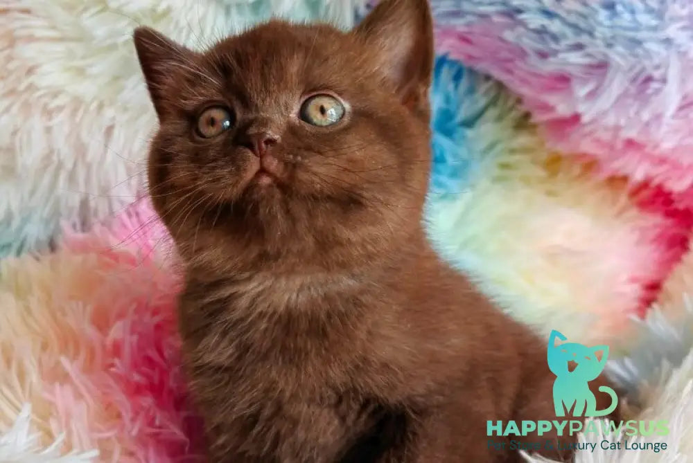 Nastya British Shorthair female chocolate - live animals