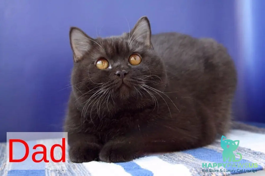 Nastya British Shorthair female chocolate - live animals