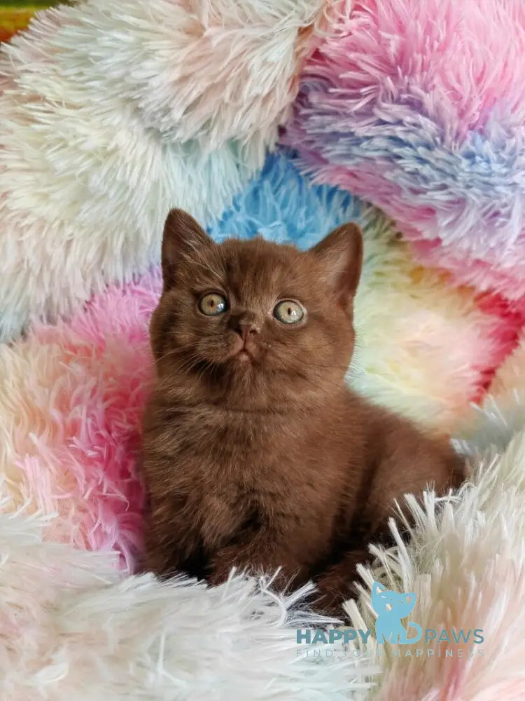 Nastya British Shorthair female chocolate - live animals