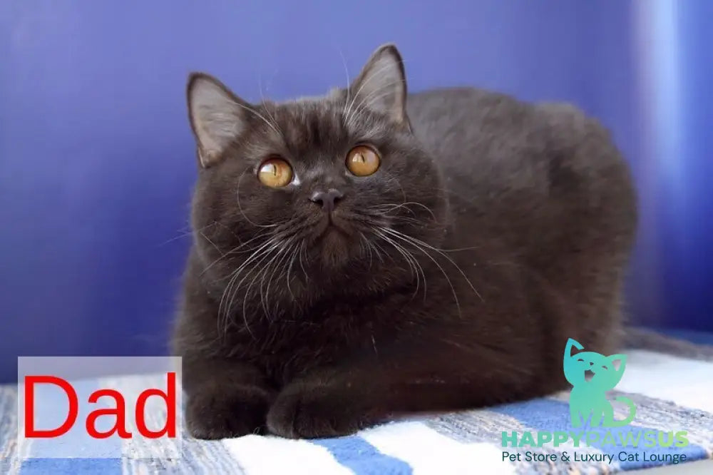 Nastya British Shorthair female chocolate - live animals