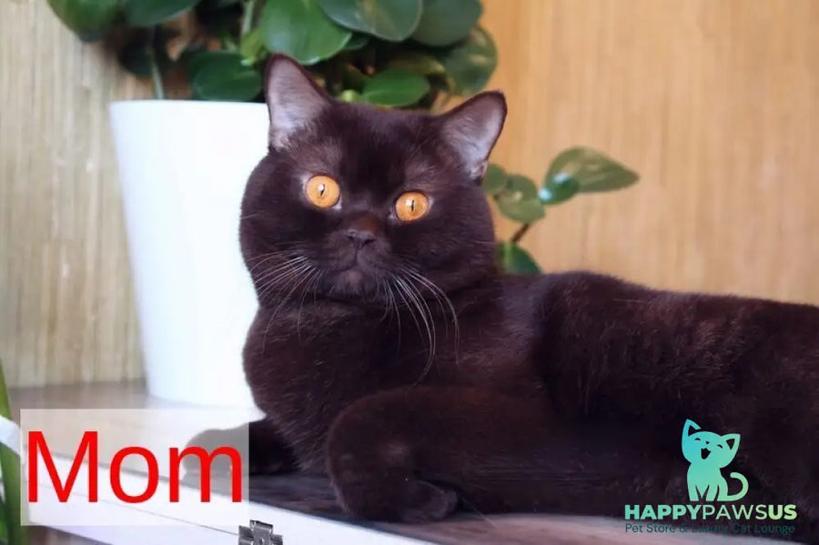 Nastya British Shorthair female chocolate - live animals