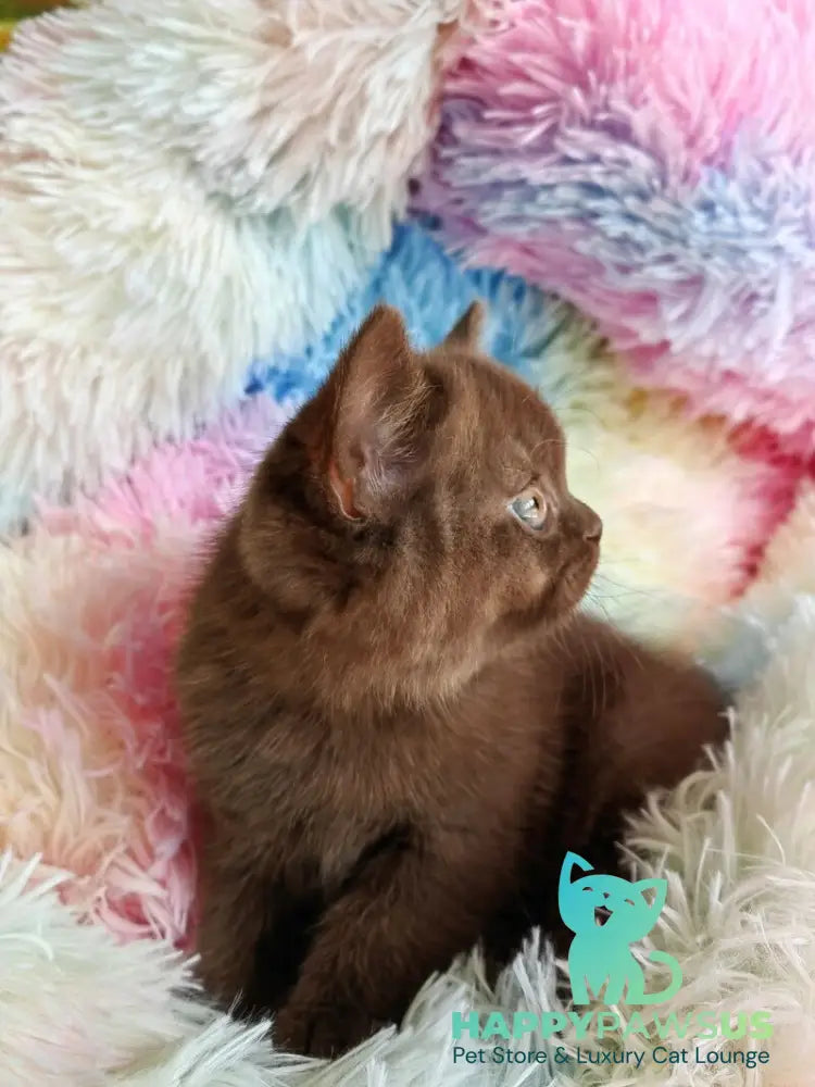 Nastya British Shorthair female chocolate - live animals